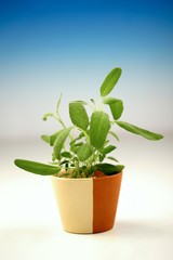 Obraz premium Fresh sage