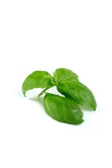 Basil