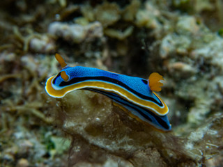 Colorful nudibranch Anna's chromodoris (Chromodoris annae) sits on a hard coral, close up. Moalboal, Cebu, Philippines.