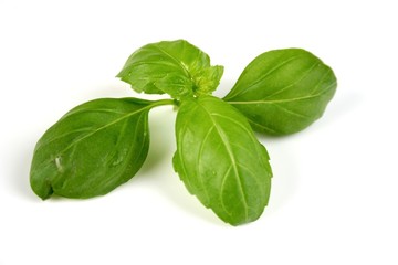 Basil