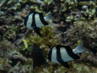 Fototapeta na wymiar Whitetail Dascyllus (Dascyllus aruanus) in a shallow coral reef, close up.