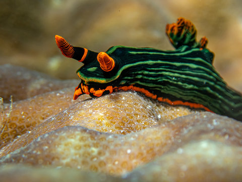 Colorful dorid nudibranch Kubaryana's Nembrotha (Nembrotha kubaryana) crawling on the sea bed, close up. Moalboal, Cebu, Philippines.