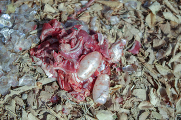 Scales, gills and swimming bladders of cut fish