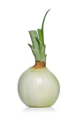 Onion