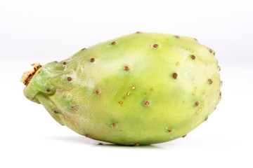 Opuntia ficus indica