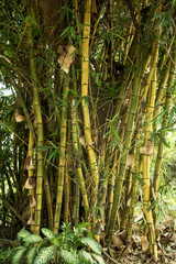 Banboo tree