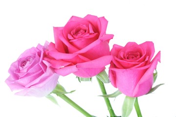 Close-up of pink rose on white background