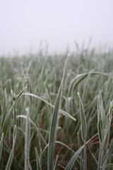 View of rozen grass on meadow
