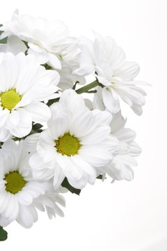 Photo of beautiful flowers