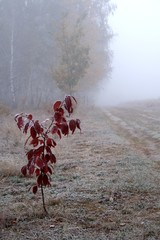 Frozen plant on meadow - foggy weather