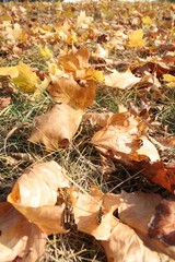 Autumn colors in the park