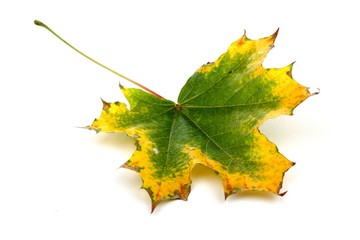 Close-up of autumn leaf - studo shot