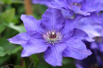 Photo of beautiful flowers