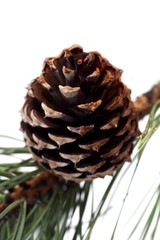 Cone on white background - studio shot