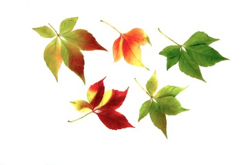 Close-up of autumn leaf - studo shot