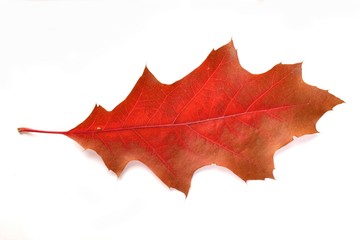 Close-up of autumn leaf - studo shot