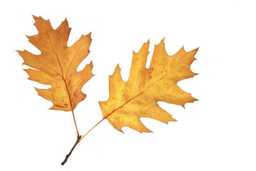 Close-up of autumn leaf - studo shot