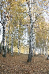 Fototapeta premium Autumn colors in the park