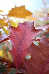 Autumn colors in the forest