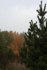 Obraz na płótnie Canvas Autumn colors in the forest