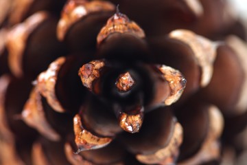 Cone on white background - studio shot
