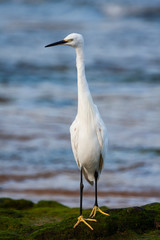 Little egret, (Egretta garzetta), standing on a rock