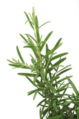 Rosemary on white background - studio shot