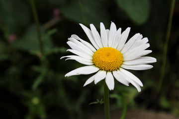Obraz premium Daisy flower in the garden