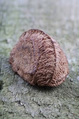 Brazil nut on wooden background