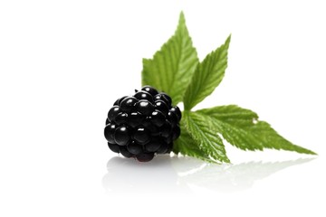 Blackberries on white background - studio shot