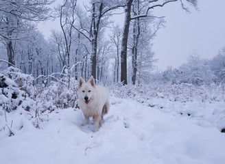 dog in snow