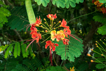 Jungle flowers