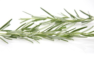 Rosemary on white background - studio shot
