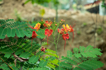 Jungle flowers