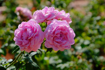 Rose pink flower in garden