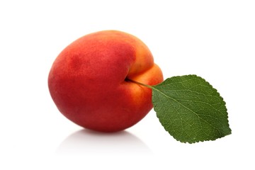 Apricots on white background - close-up