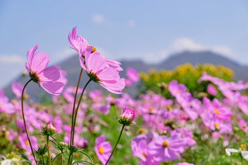 Obraz premium Pink cosmos flower with blue sky and cloud background