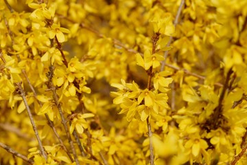 Yellow flowers