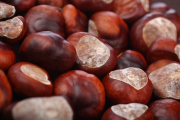 Chestnut on wooden background - studio shot