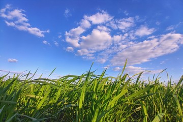 Grass against the blue sky.