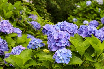 梅雨の花（紫陽花）