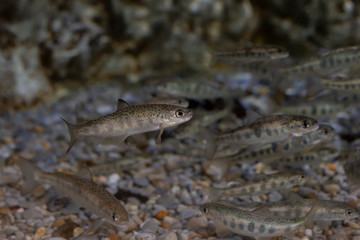 Small fishes in an aquarium