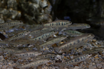 Small fishes in an aquarium