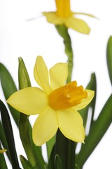 Yellow daffodils on a white background