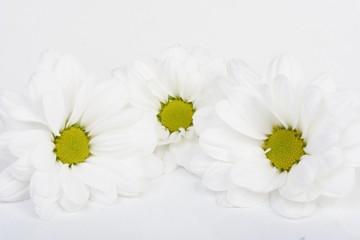 Chrysanthemums on white background - close-up