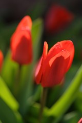 Fototapeta premium Tulip flowers - close-up