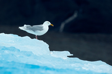 Bird on the ice, winter scene from Arctic. Black-legged Kittiwake, Rissa tridactyla, with blue ice glacier in background, Svalbard, Norway.