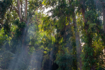 Fototapeta premium Sunlight rays coming through the trees in the park