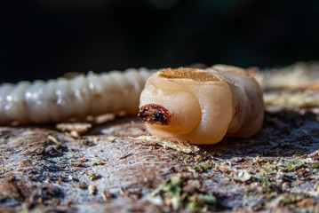 Termite queen super macro shot with selective focus