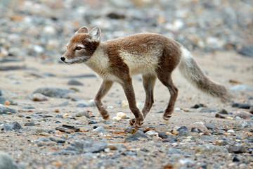 Fight of cute little Arctic Foxes, Vulpes lagopus, in the nature rocky habitat, Svalbard, Norway. Action wildlife scene from Europe.